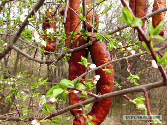 Как на самом деле растёт и выглядит еда перед тем, как попасть на полки супермаркетов