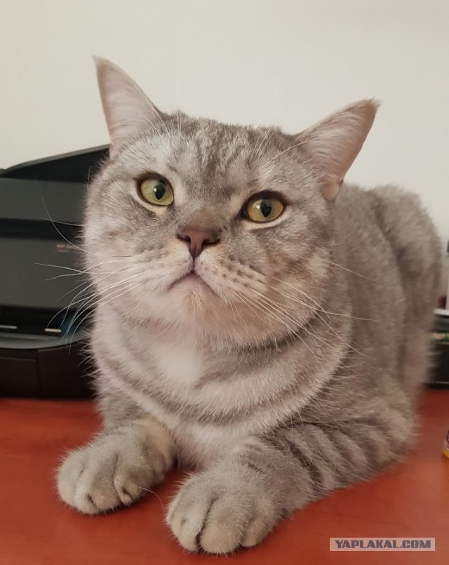 Котовторник 13.03.2018