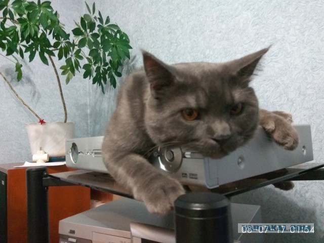 Котовторник 22.05.2018