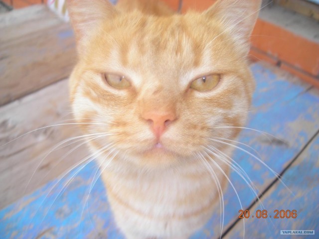 Котовторник на ЯПе (21.04.2009)