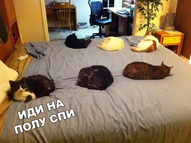 Немного милоты