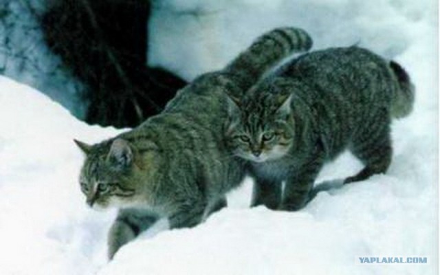 Котовторник. А как же?!