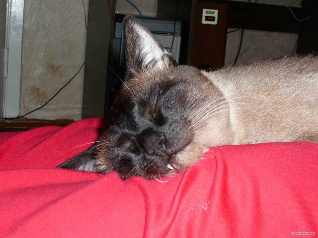Котовторник с Максом