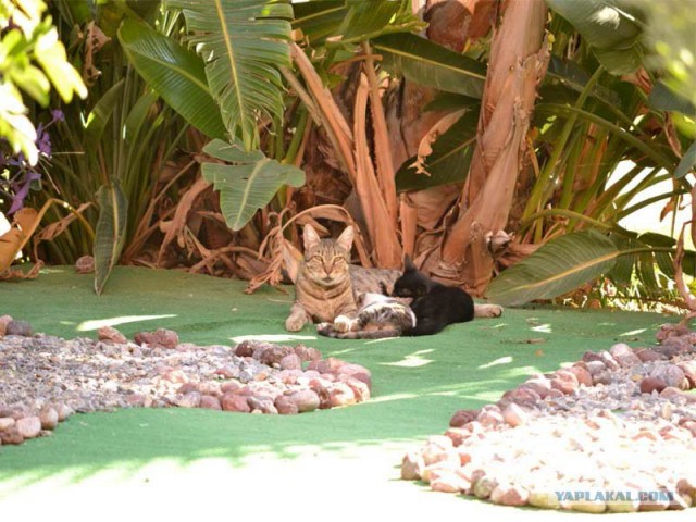 Котовторник так котовторник!