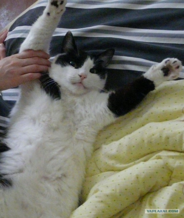 Котовторник 22.11.11
