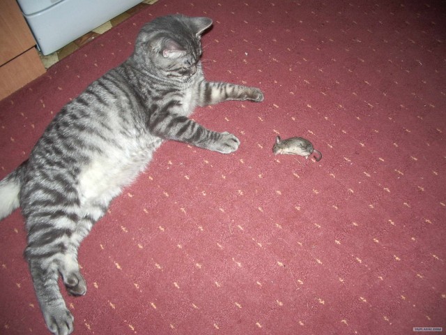 Котовторник (10.01.2012)