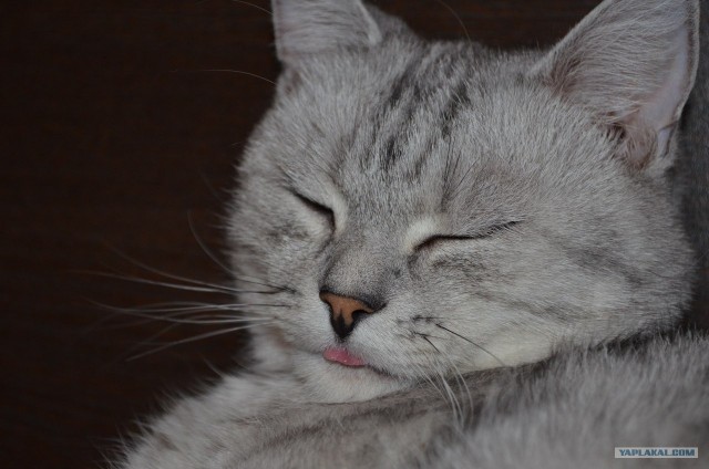 Котовторник (24. 01. 2012 )