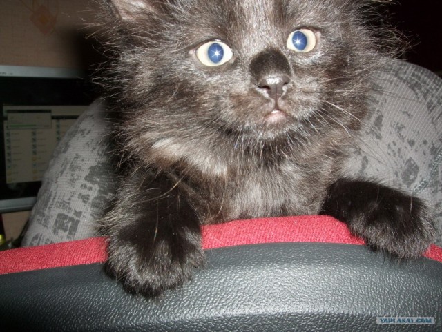 КОТОВТОРНИК (6.03.2012)