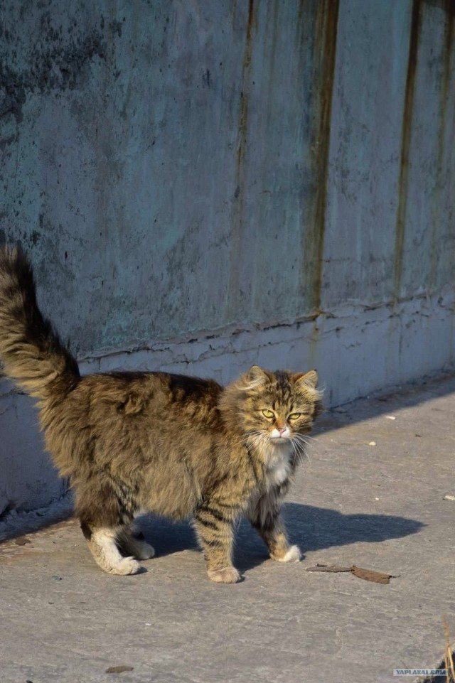 Котовторник 10.04.2012