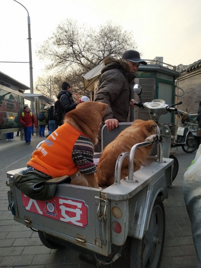Живность из сети