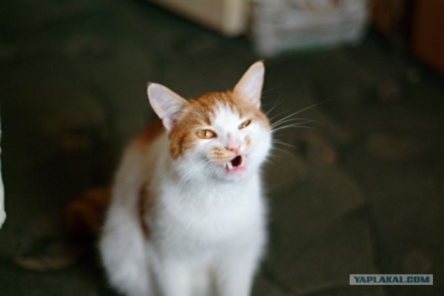 Котовторник 22.05.2012