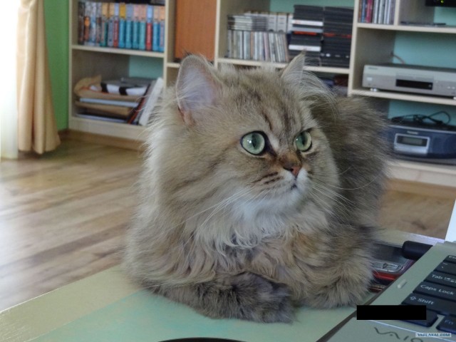 Котовторник   5.06.2012