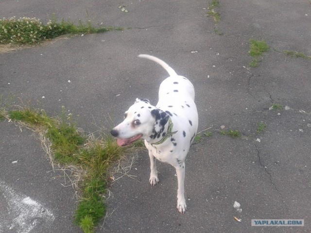 Собакочетверг 12.07.2012