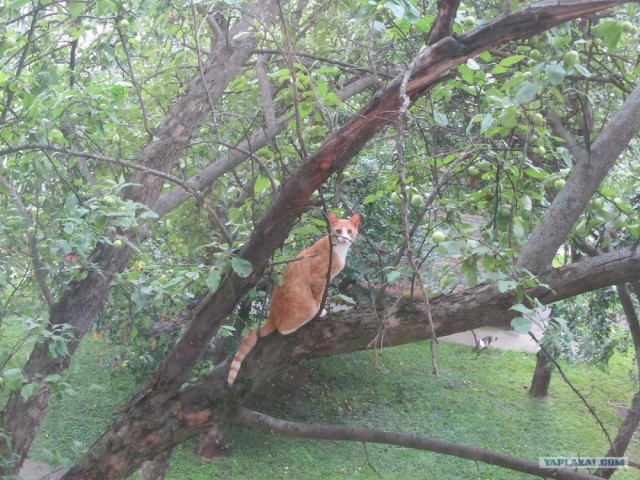 Котовторник 07.08.2012