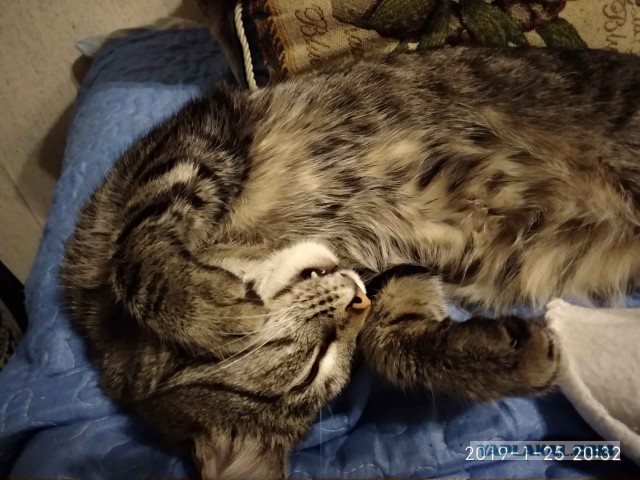 Забавные фото котеек