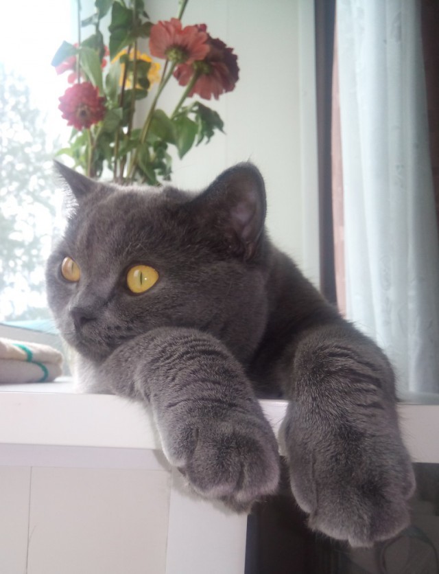 Рисованные киски