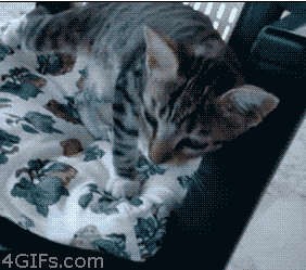 От избытка чувств...