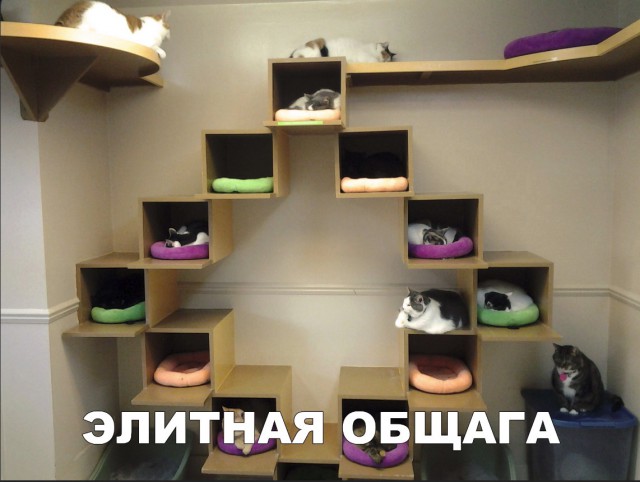 Забавные фото котеек