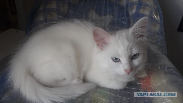 Раздаем котят в добрые руки.