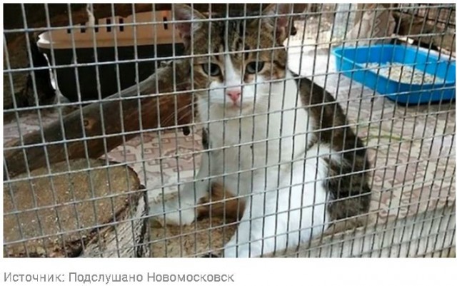 В Туле задержан кот-наркокурьер: зеки научили его носить наркотики в колонию