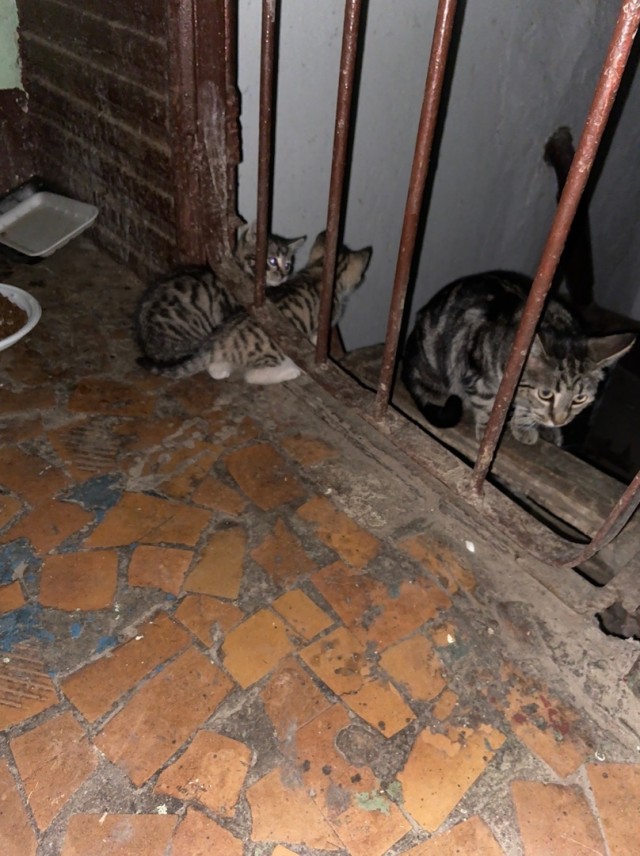Забавные фото котеек