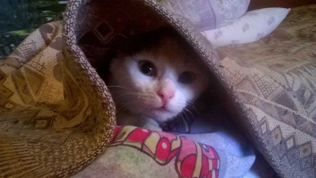 Забавные картинки с котами из сети