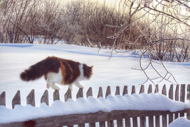 Задорные заборные котэ