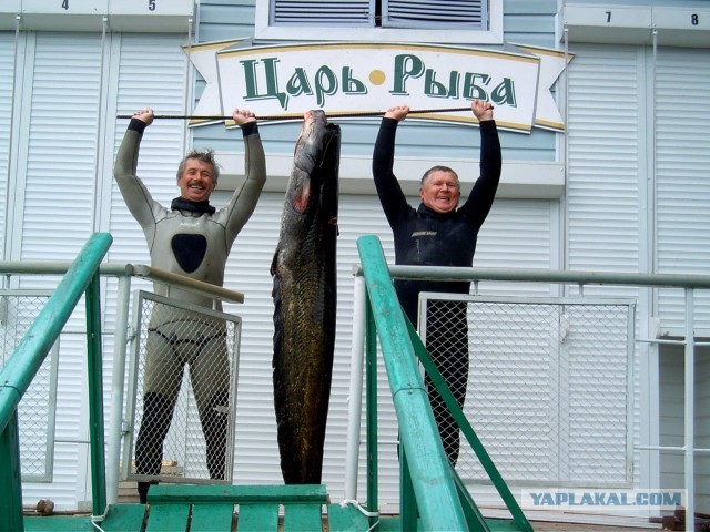 Астраханский сом