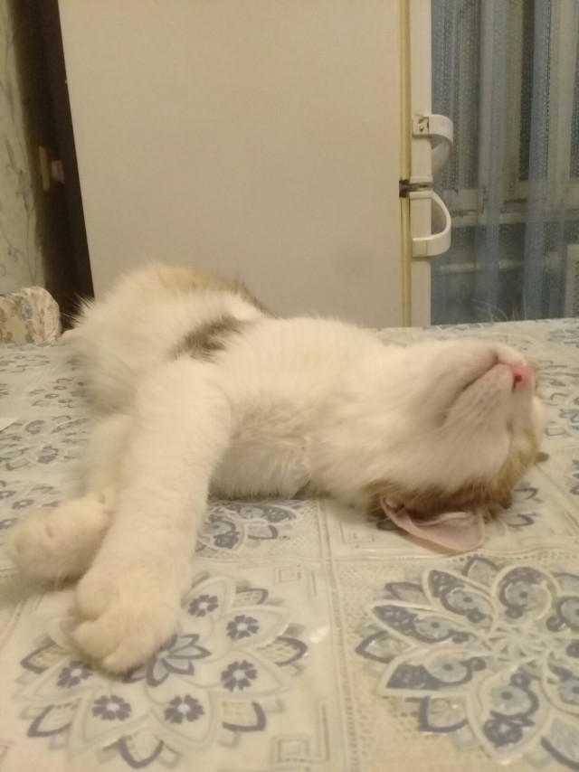 Эти забавные животные