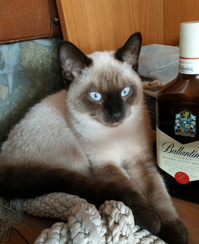 Котодед.