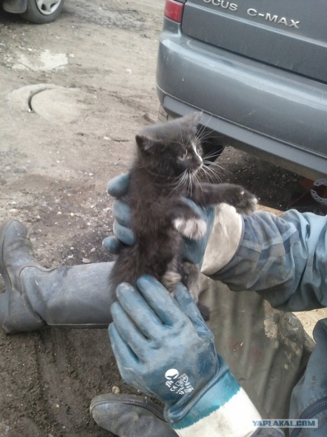 Котенок - автомеханик