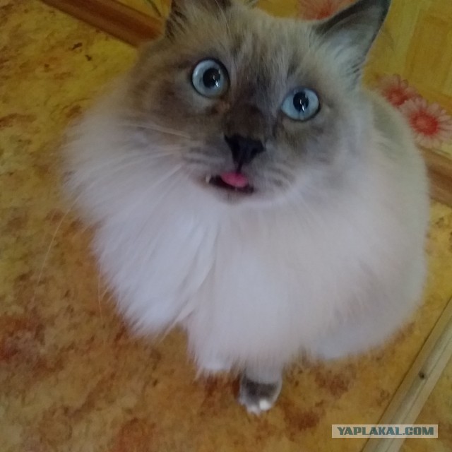 Черный кот