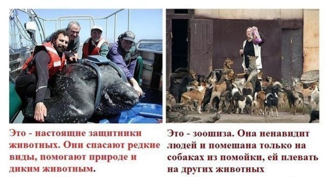 Забайкальский депутат Александр Михайлов предложил казнить зоозащитников
