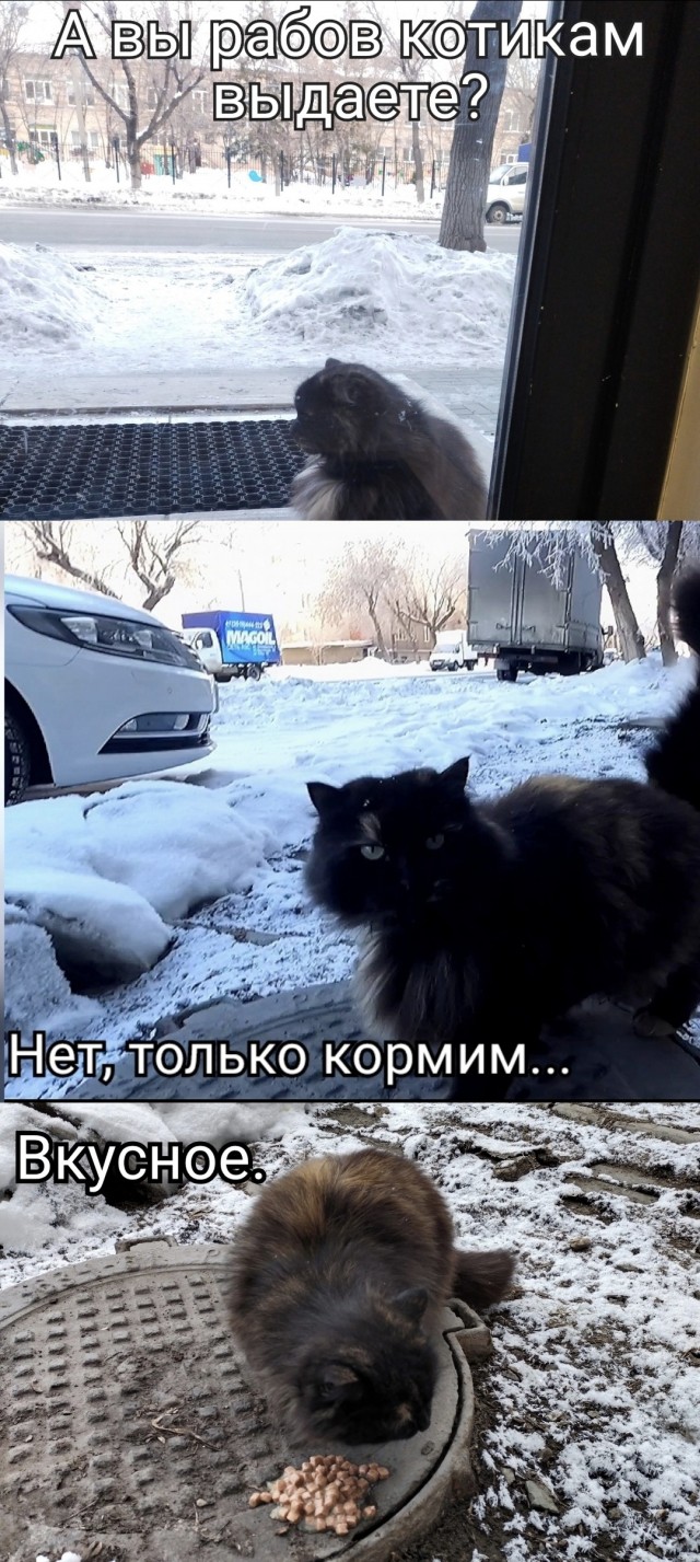 А у вас есть питомец "на стороне"?