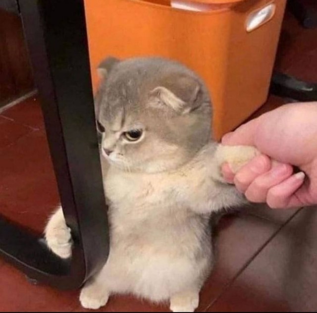 Объясняю коту о пользе гречки