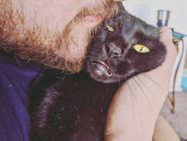 Забавные и милые котейки