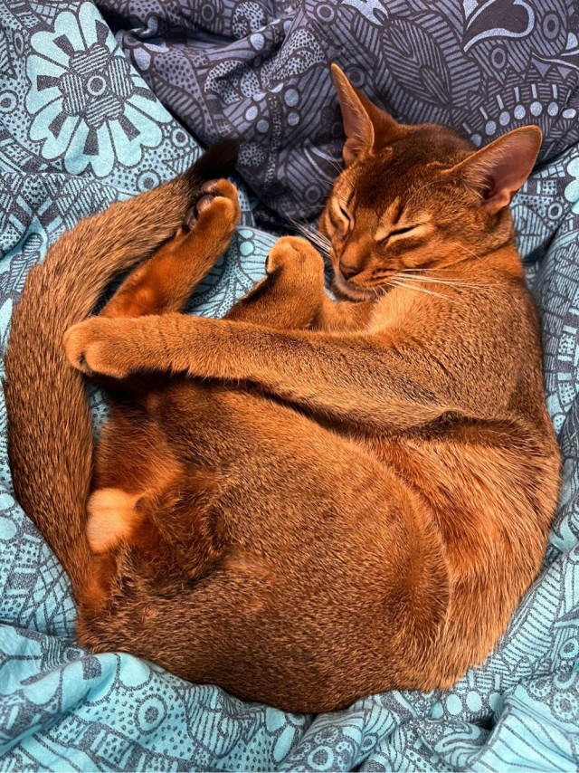 Котовторник