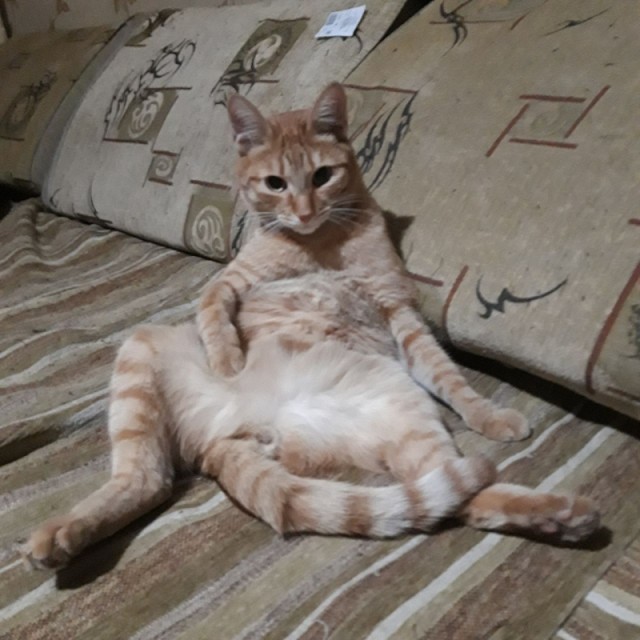 Котовторник ведь начался!