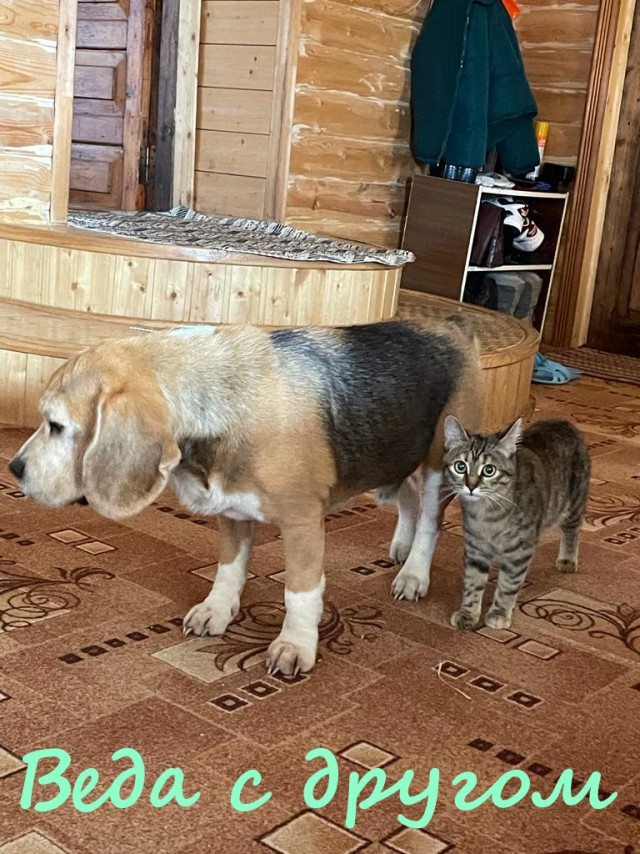 Жизнь домашнего приюта "Котоленд" 335