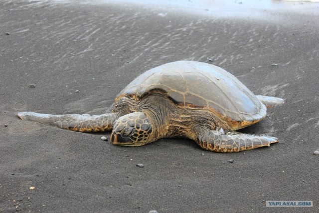 Путешествие на Гавайи