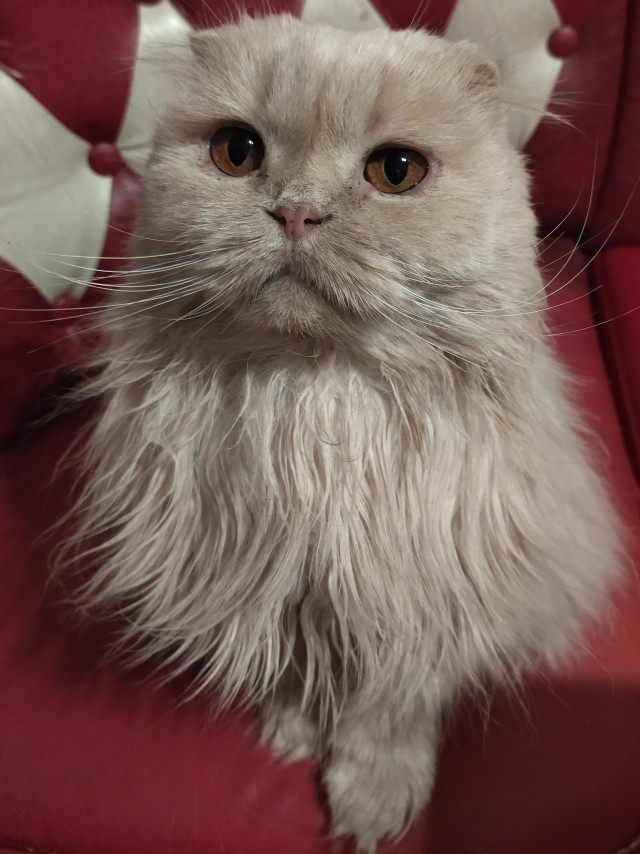 Необыкновенные кошки в дикой природе