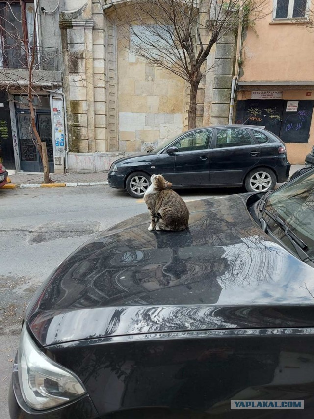 Котики Стамбула