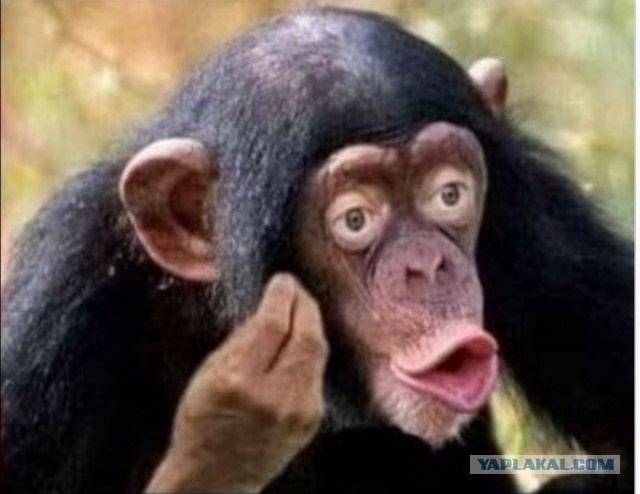 Путин поручил ужесточить меры против дискриминации по национальности в сети