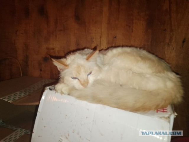 Жизнь домашнего приюта для котеек 476