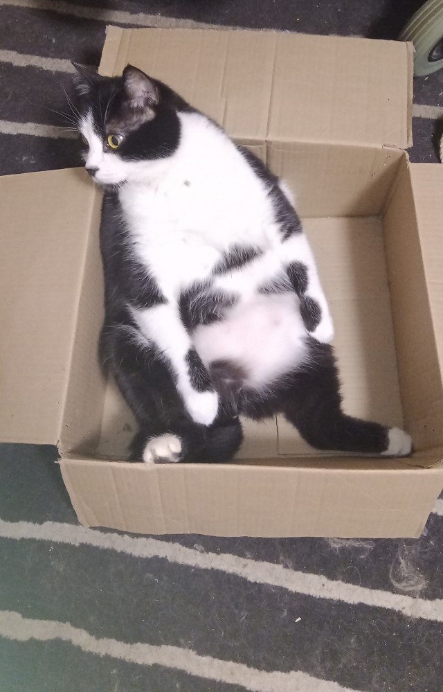 Толстые коты