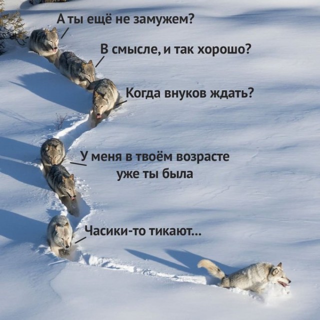 Волки прокладывают тропу в снегу...⁠⁠