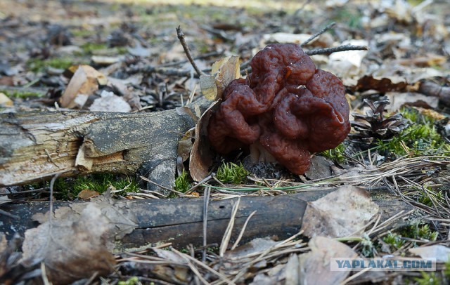 Урожай сморчков в Сибири