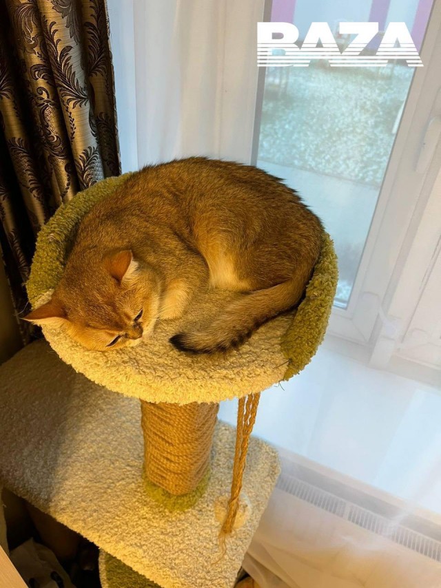 Котовторниковая новость: в Санкт-Петербурге нашли кота, которого искали всем городом