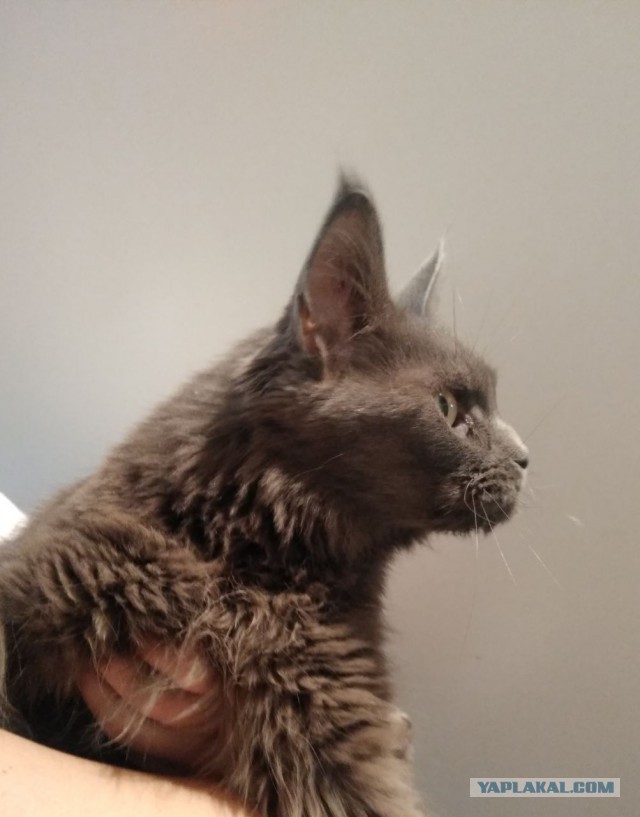 Последний котовторник в этом году