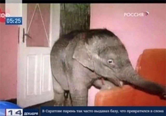 Россиянам запретили содержать дома страусов, скорпионов и крокодилов и слонов